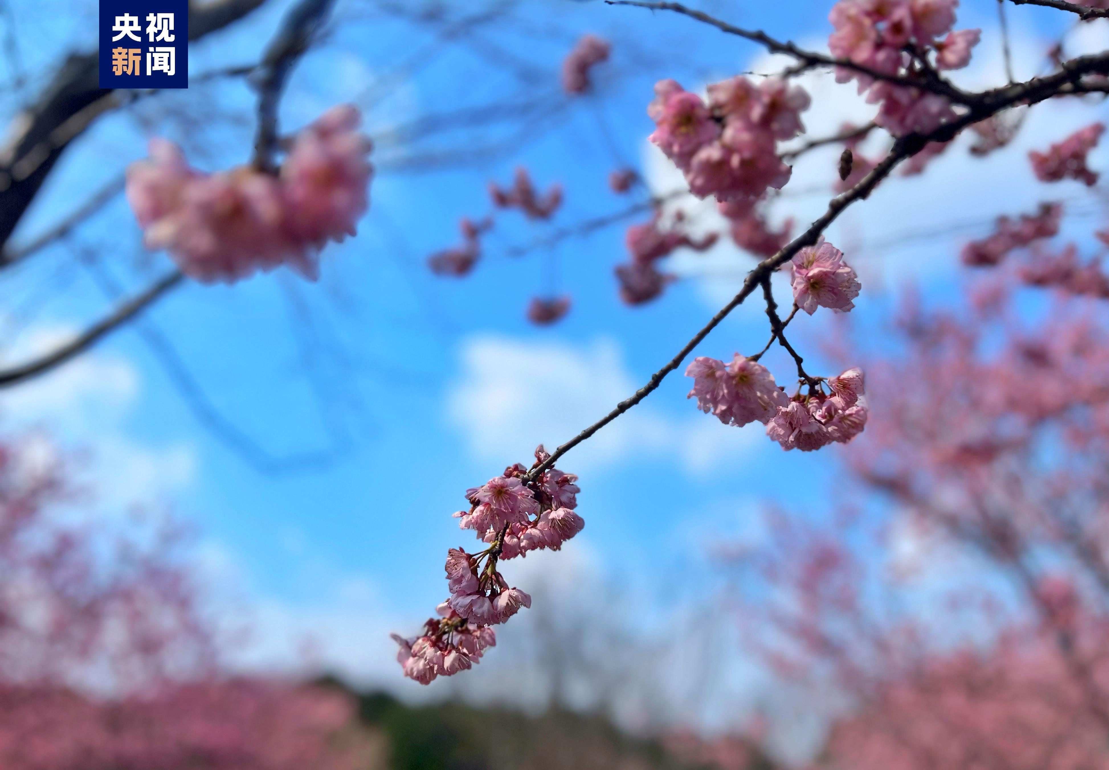 樱花萌放小黑_樱花萌放攻略_樱花萌放