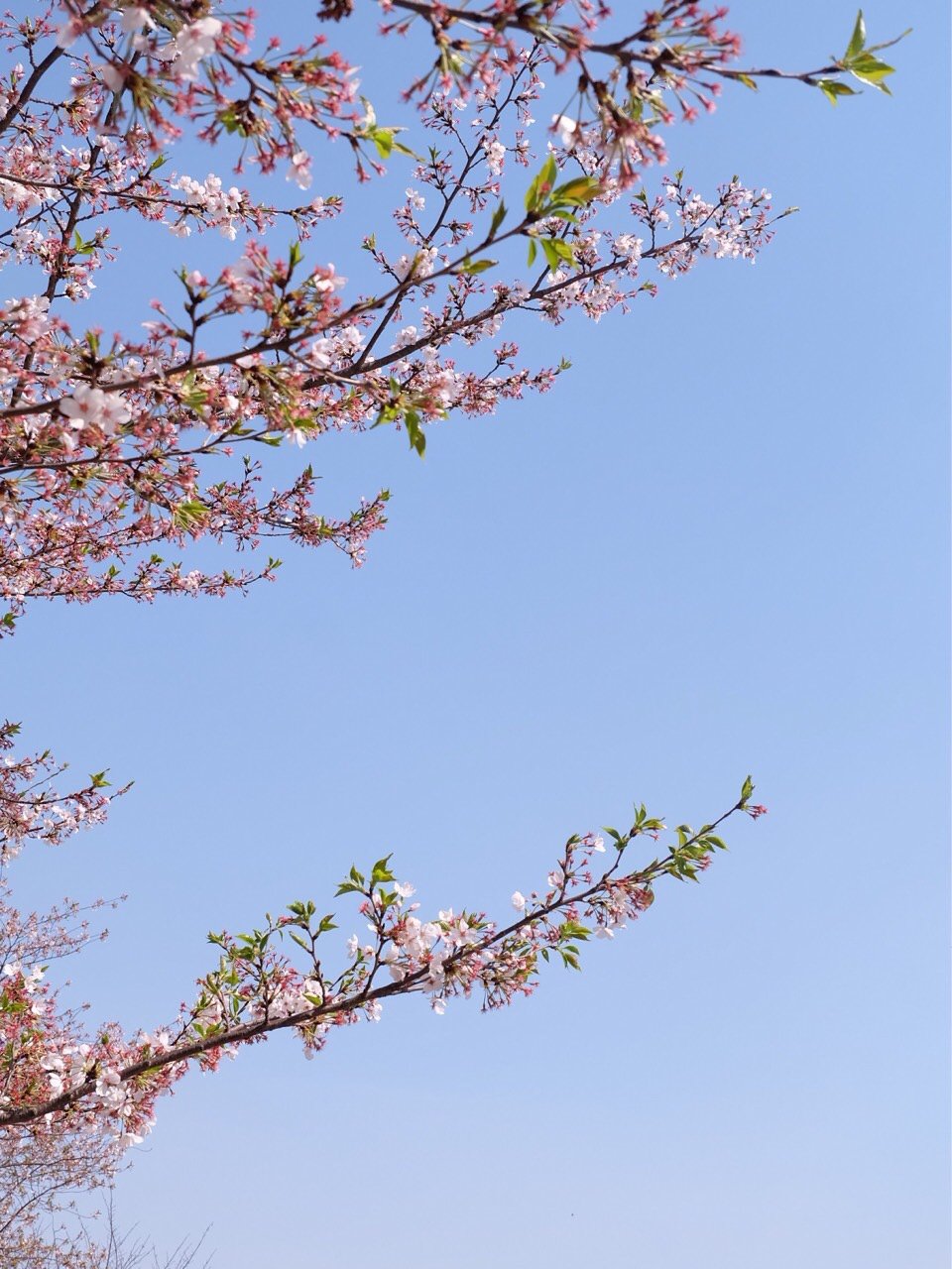 樱花萌放_樱花萌放攻略_樱花萌放小黑