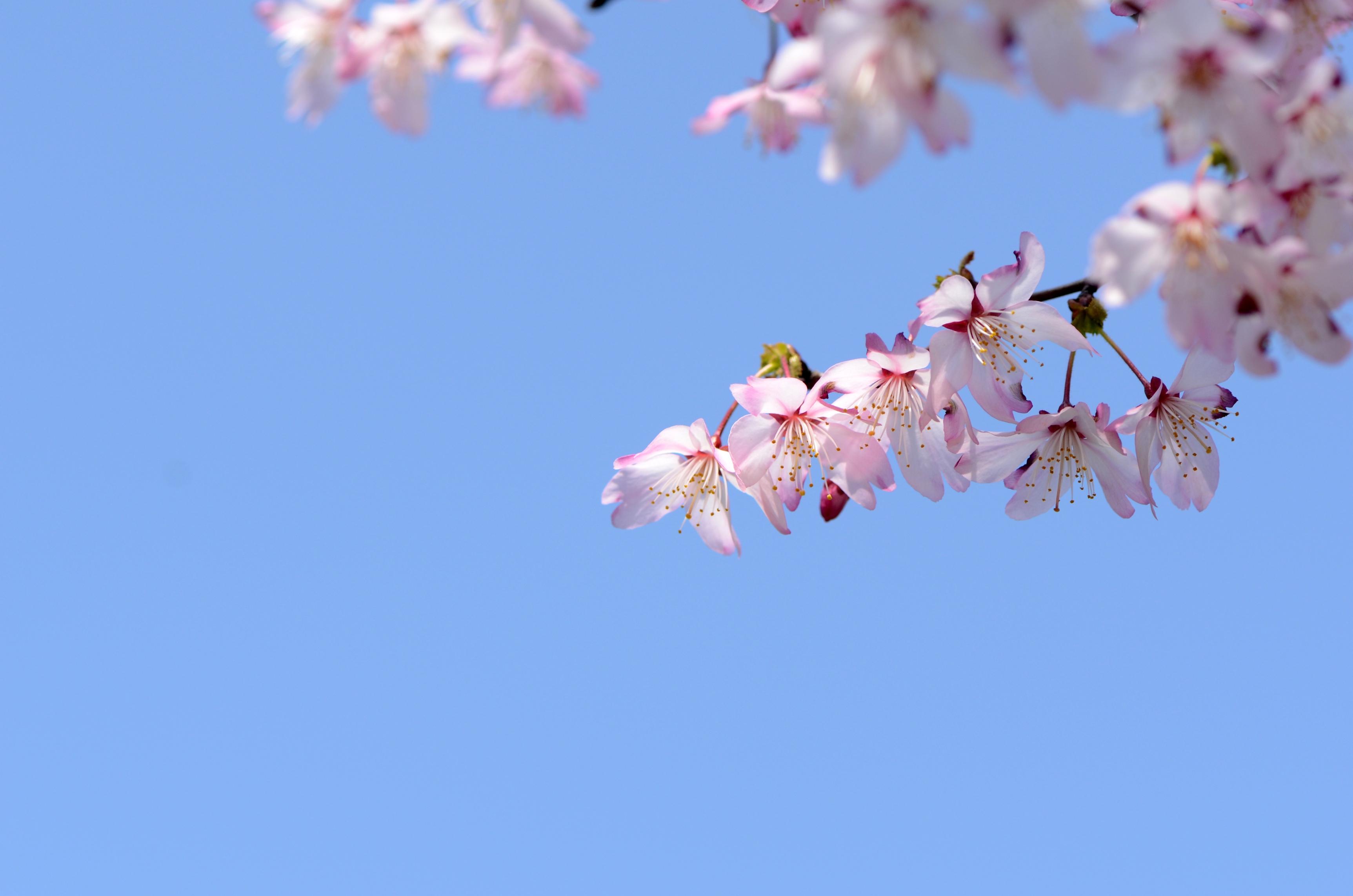 樱花萌放攻略_樱花萌放_樱花萌放小黑