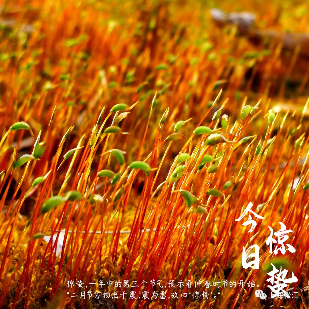 惊蛰读音_惊蛰什么拼音_惊蛰读音字怎么读