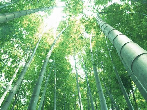 手机游戏模仿犯人-手机游戏逃犯模拟器：刺激与风险并存，你敢挑战吗？