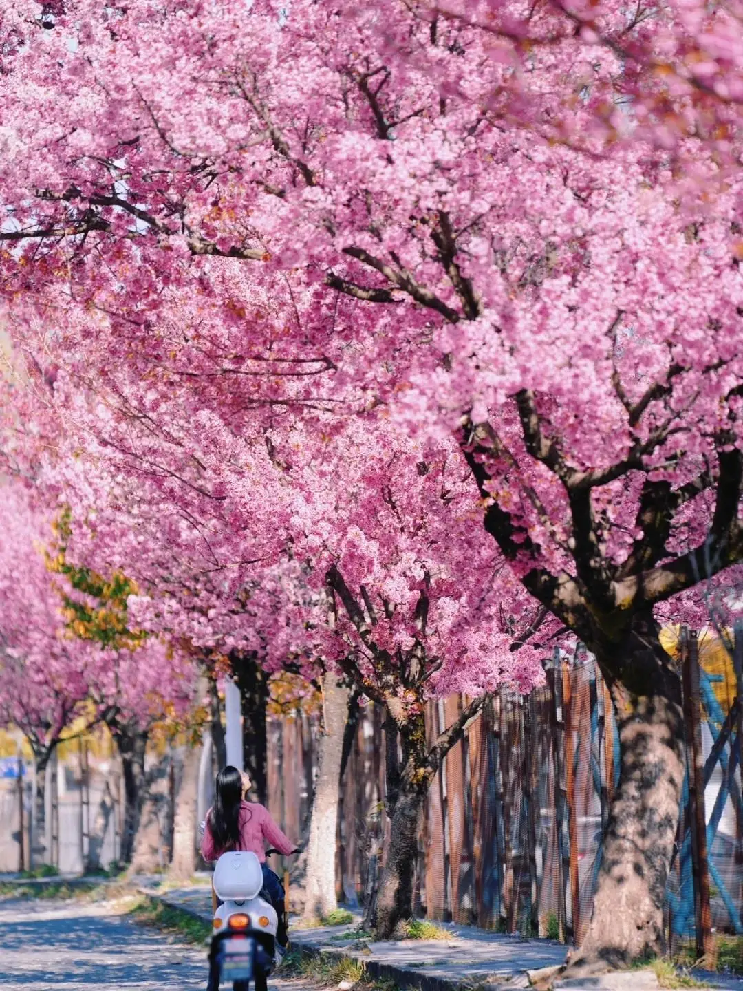 蒙彼利埃大学_蒙彼利埃_蒙彼利埃第三大学