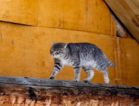 性感小猫咪_性感猫猫头像_性感小猫咪简笔画
