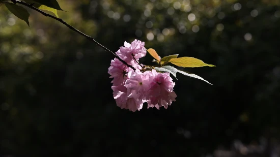 青山七海那个gif_青山七海高清壁纸_青山七海
