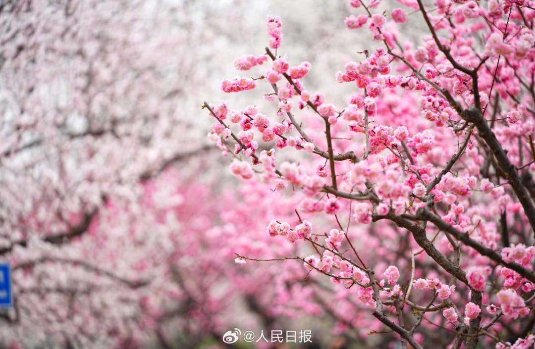 花园墙外中文版_花园墙外图片_花园墙外