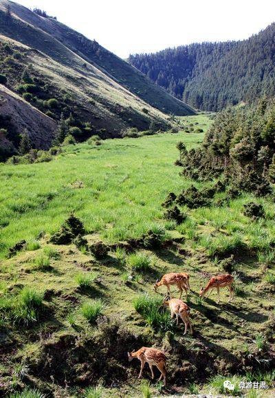 鹿夜奋战怎么写_鹿夜奋战什么意思_夜鹿