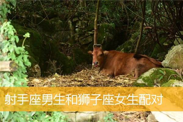狮子座配合星座_狮子座和什么座最配对_狮子座的配对坐