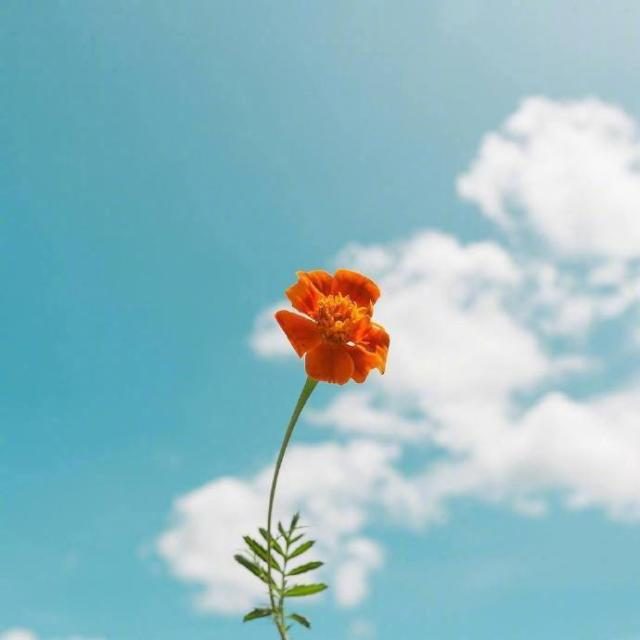 中岛洋子_中岛洋子_中岛洋子
