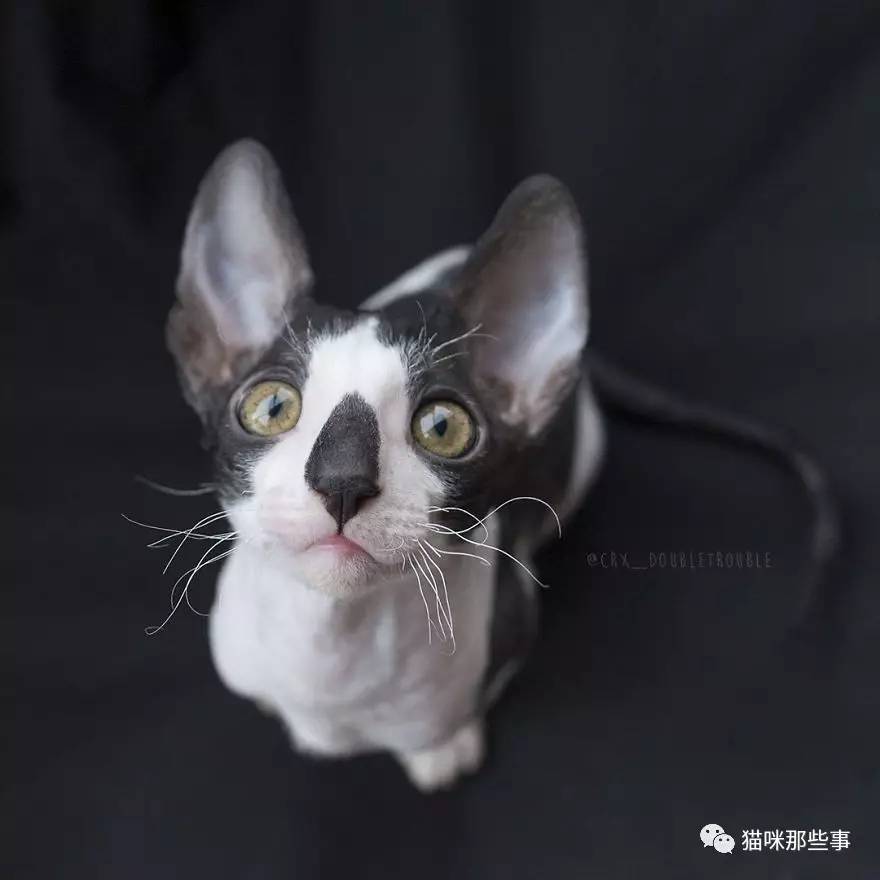 猫又小粥萌娘百科_猫又小粥_猫又小粥中之人叫什么