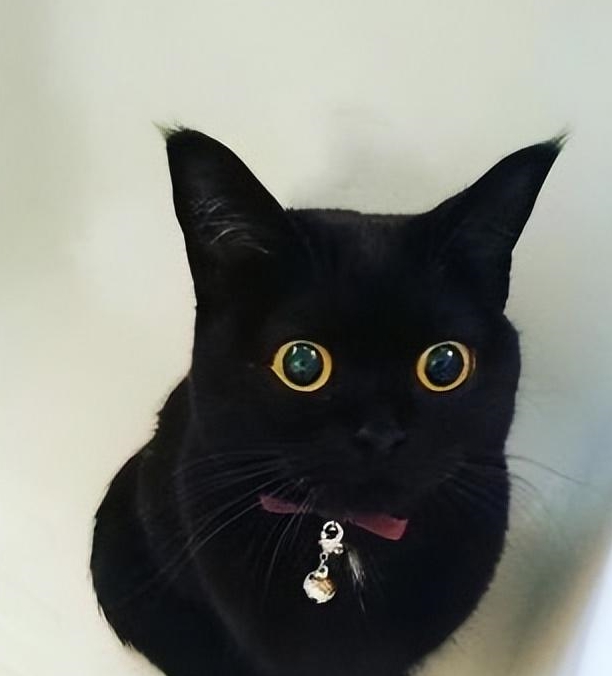 猫又小粥中之人叫什么_猫又小粥萌娘百科_猫又小粥