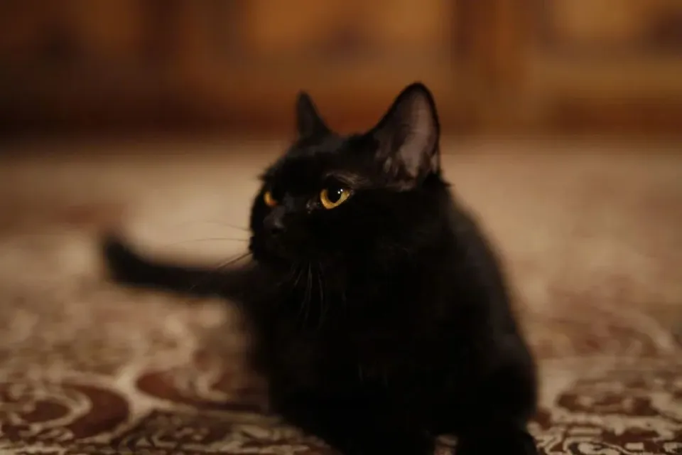 猫又小粥_猫又小粥萌娘百科_猫又小粥中之人叫什么