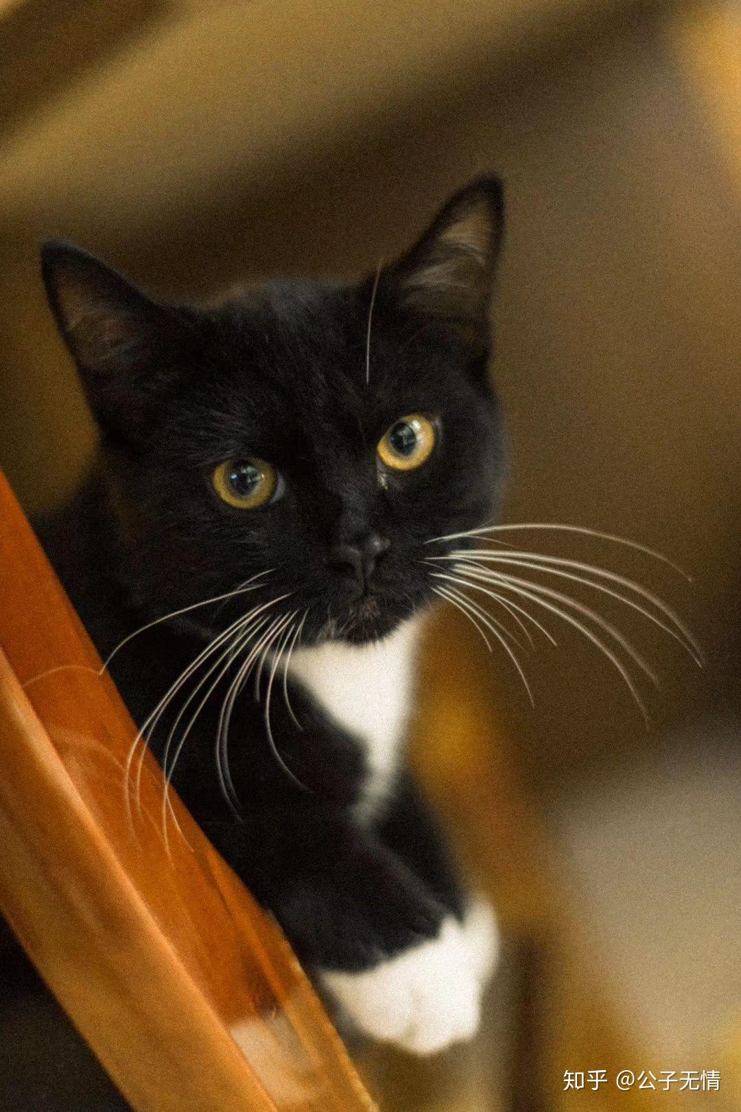 猫又小粥中之人叫什么_猫又小粥_猫又小粥萌娘百科