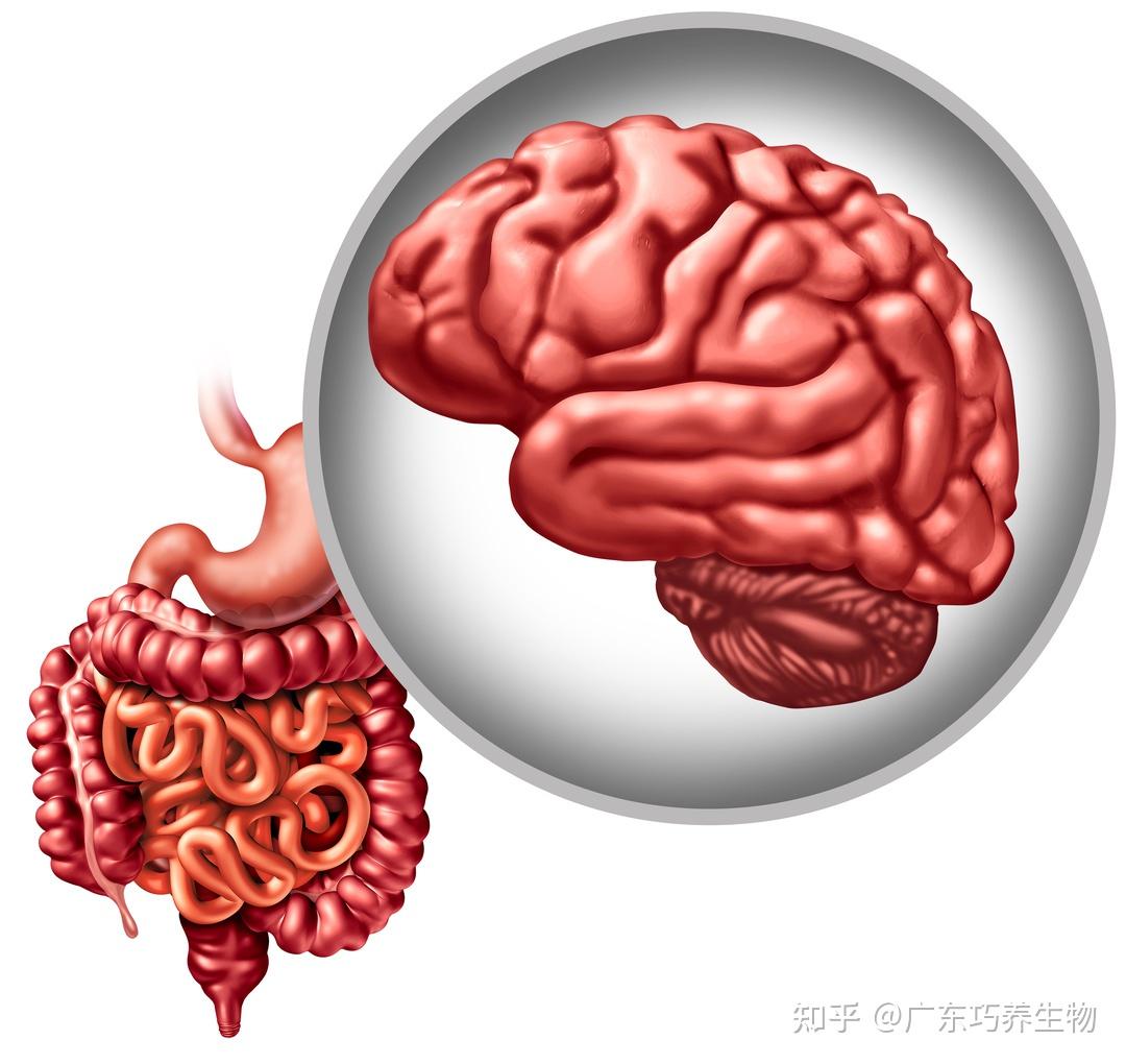 手机玩游戏伤大脑吗知乎_大脑玩手机会出现什么症状_玩手机脑损伤