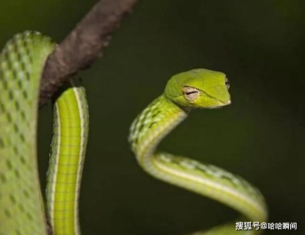 蛇眼起源剧情不对_蛇眼起源_蛇眼起源白幽灵换人