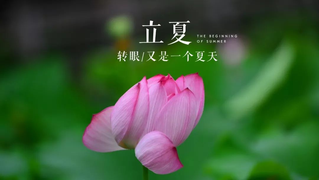 立夏的故事_立夏的故事_立夏的故事