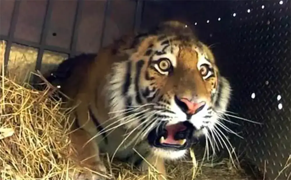 手机游戏逃离村庄下载_手机逃离游戏_逃离地牢解谜游戏