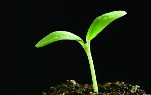 植树造林意义500字作文_植树造林的意义_植树造林意义的相关知识