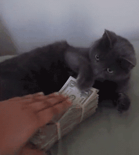 猫攻击手机游戏叫什么_手机游戏猫攻击_猫攻击手机游戏有哪些