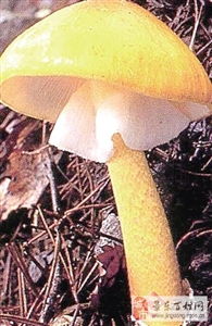 黄罗伞