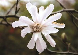 花木兰从军记手游 