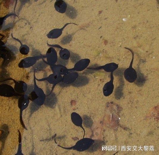 龙虾大战蝌蚪 