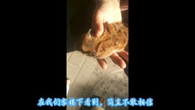 坦克防御战 