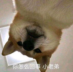 小老弟冲鸭 