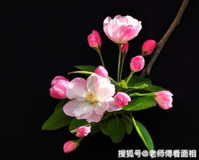 海棠文学城 