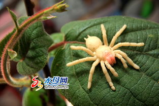 火柴人超级蜘蛛侠 