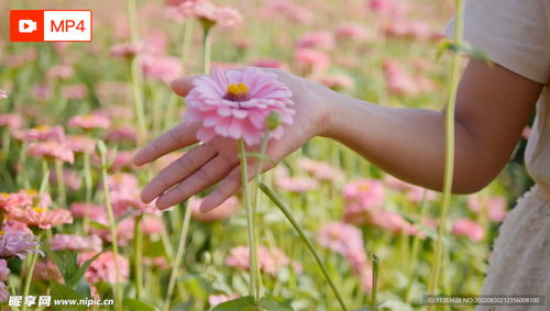 菊花视频 