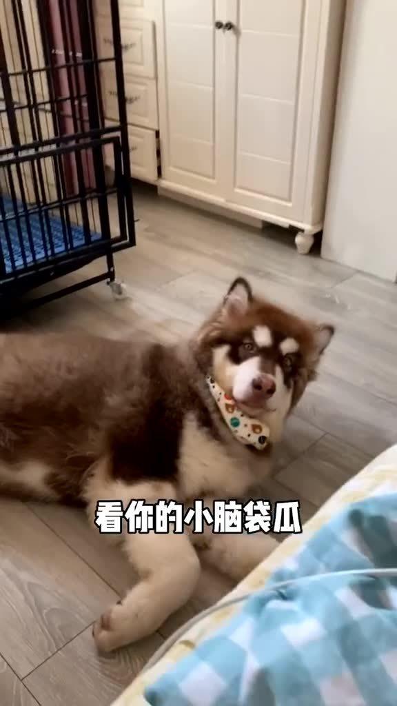 快到碗里来正版游戏 