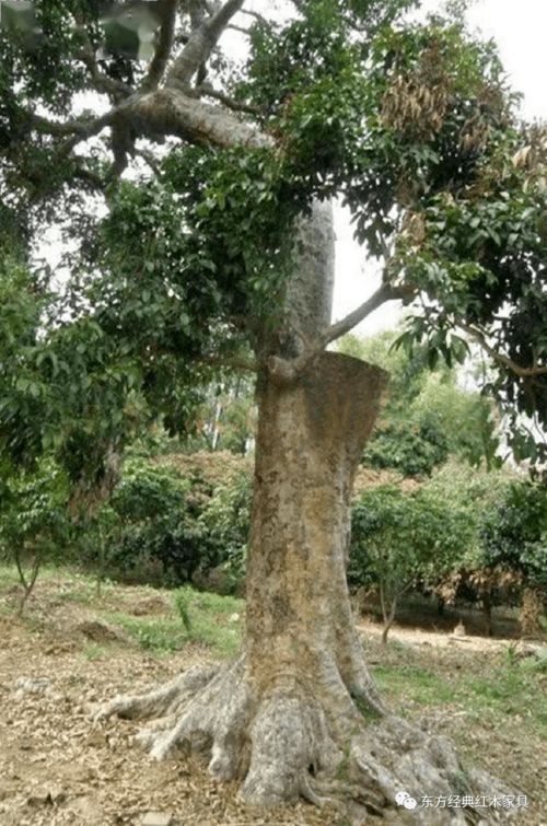 图片照片修复 