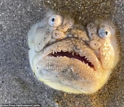 海鱼小说海鱼小说免费阅读 