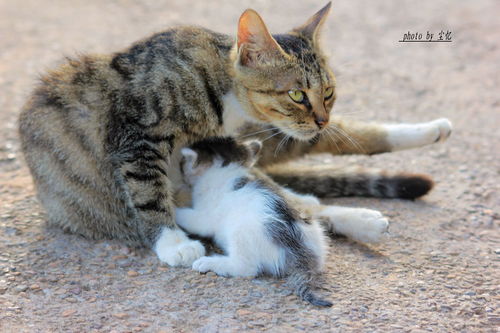 想回家的猫咪之旅 