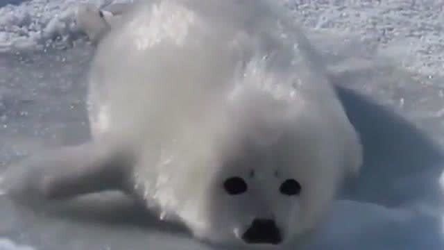 海豹体育 