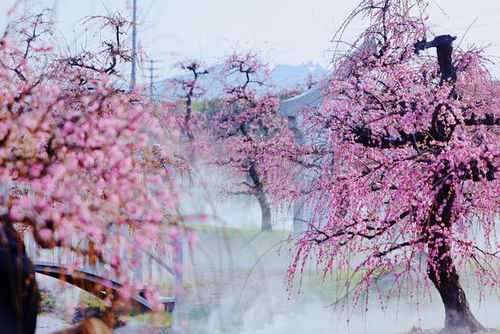 春风天气安卓版下载 