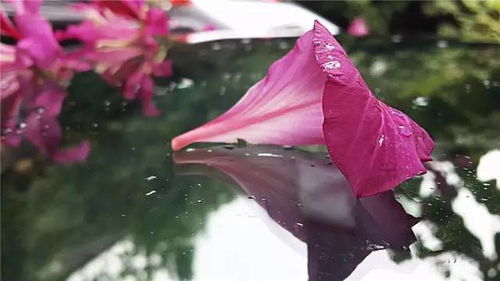 水落花开  水落花开