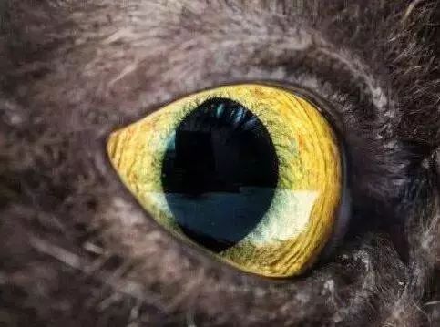 飞机驾驶真实模拟真实版 