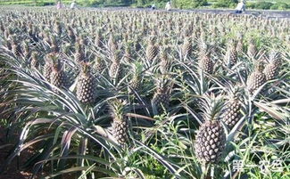 怎么样才能不当社畜:妻子的故事 